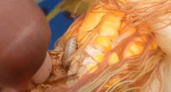 Worm Infestation Threatens Nochchiyagama Maize